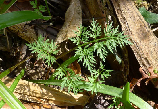 The leaves of Pignut, Conopodium majus, finely divided and delicate.