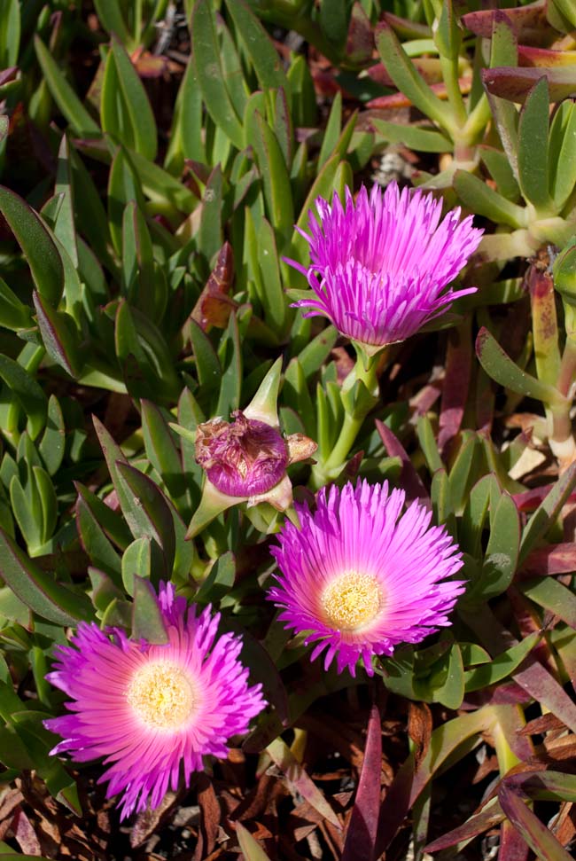 Hottentot Fig, Carpobrotus edulis, flowers and leaves