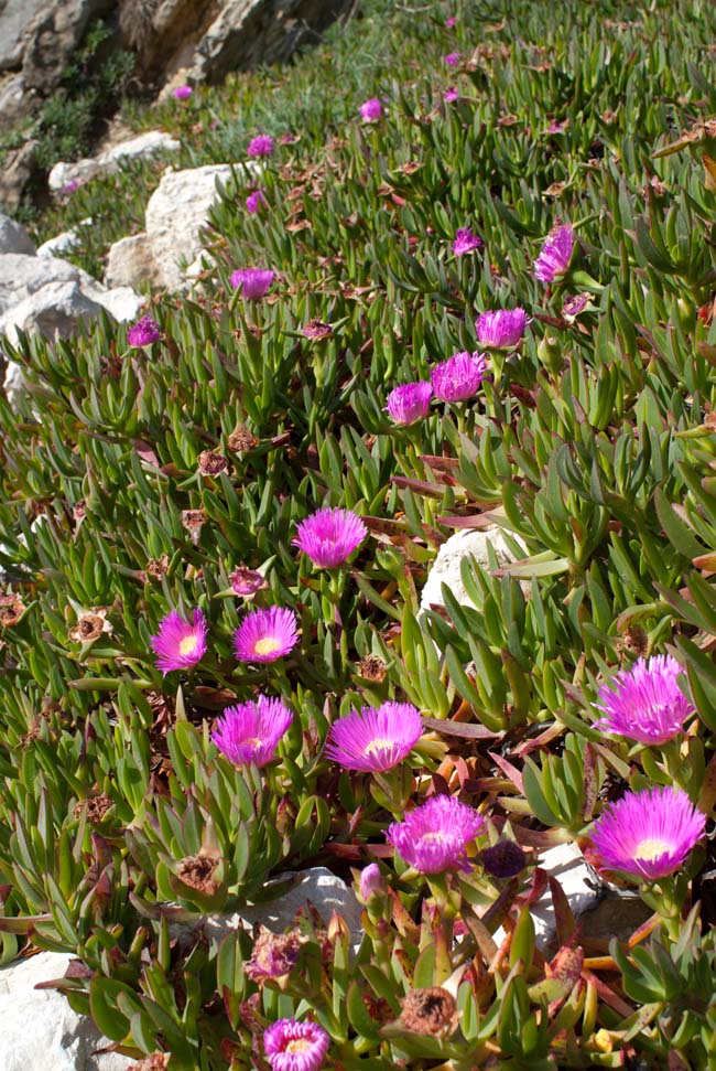 Hottentot Figs, Carpobrotus edulis