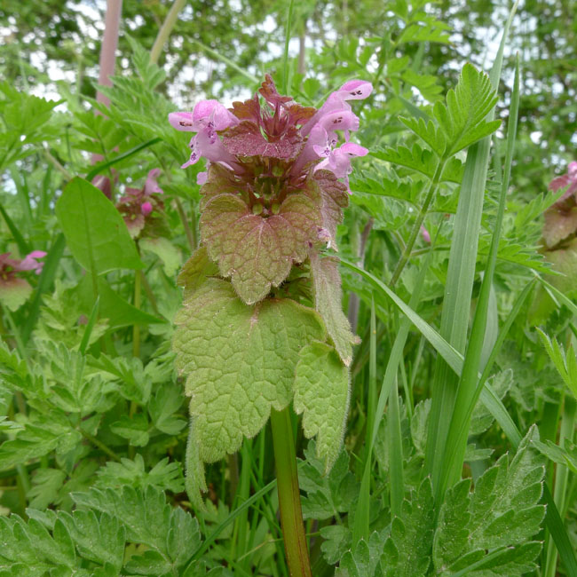 Red Dead-nettle, Lamium purpureum, flowers and leaves