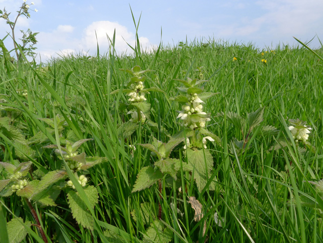 White Dead-nettle, Lamium Album, East Sussex, April