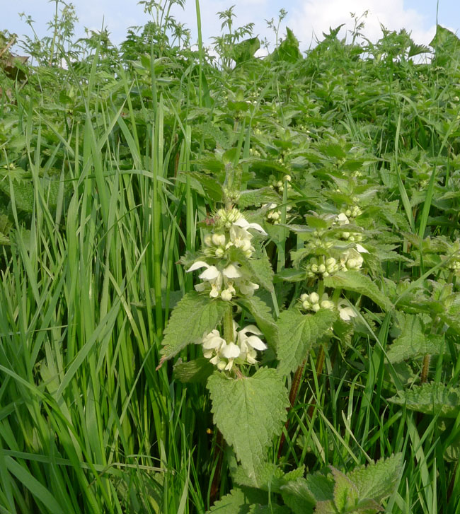 White Dead-nettle, Lamium album, leaf shape similar to Stinging Nettle