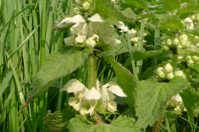 White Dead-nettle, Lamium Album, flowers