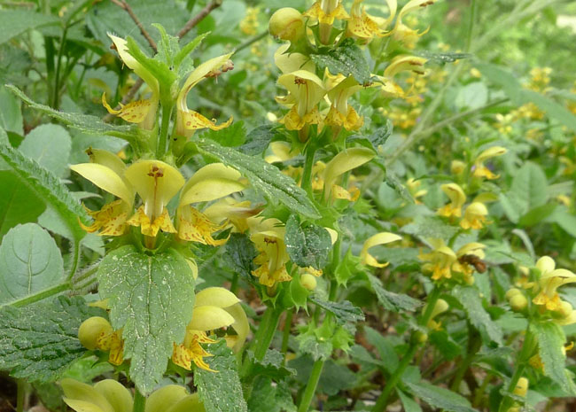 Yellow Archangel, Lamiastrum galeobdolon, Flower and leaf detail 