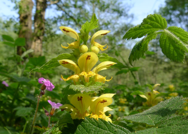 Yellow Archangel, Lamiastrum galeobdolon, flowering shoot