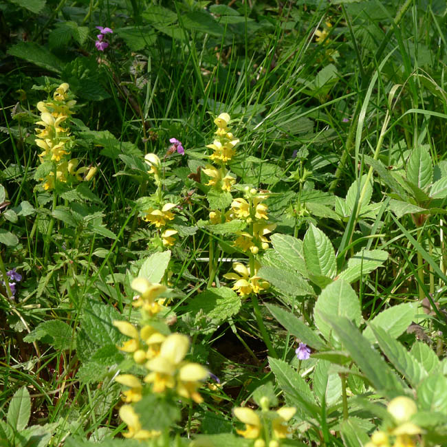 Yellow Archangel, Lamiastrum galeobdolon, growing in woods, East Sussex, May 