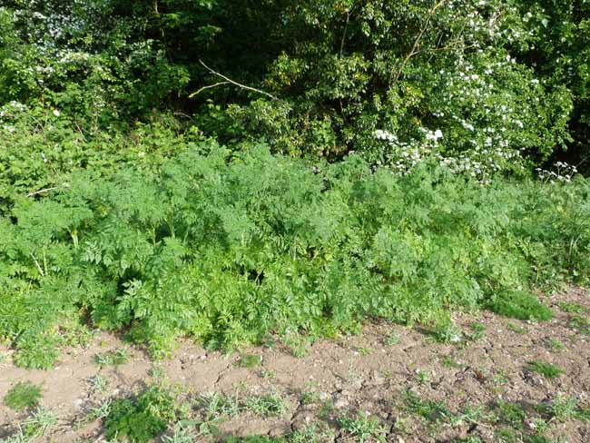 Hemlock, Conium maculatum growing at the edge of a field
