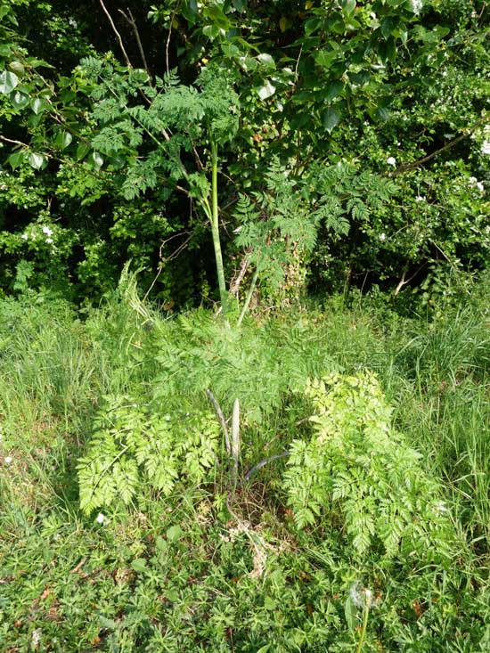 Hemlock, Conium maculatum, individual plant