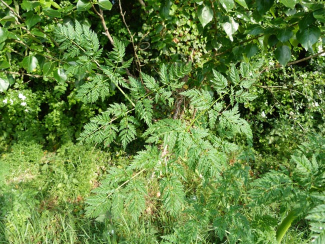 Hemlock, Conium maculatum, leaf structure