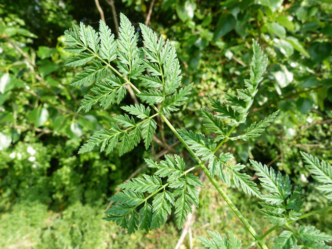 Hemlock, Conium maculatum, leaf detail 