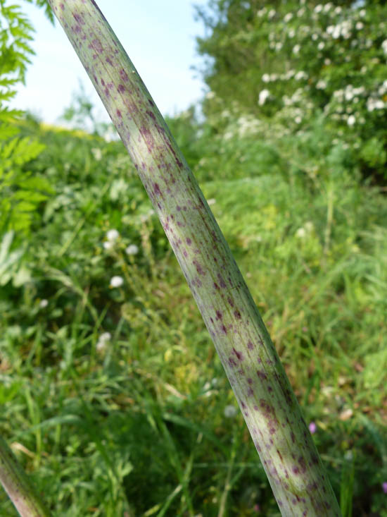 Hemlock, Conium maculatum, purple blotches