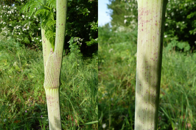 Hemlock, Conium maculatum, stem details