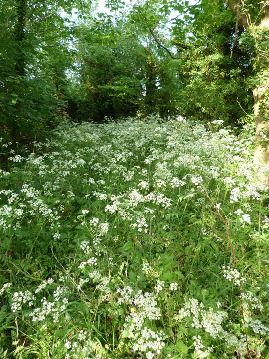 Cow parsley, Anthriscus sylvestris