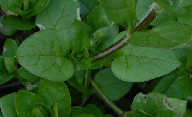 Common Chickweed, Stellaria media, leaves and stem hair detail