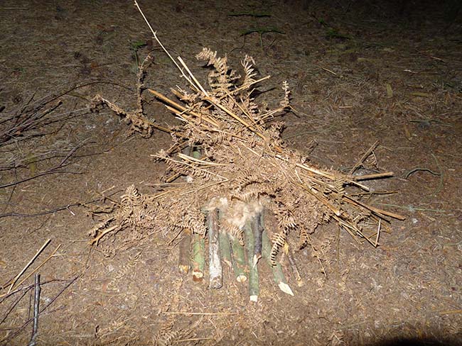 Fire lay with cat-tail and bracken