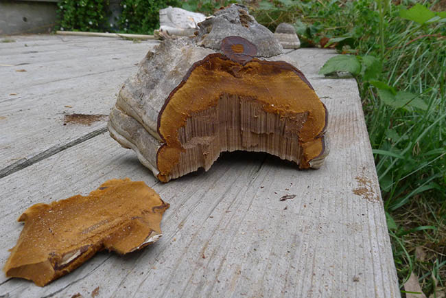 Fomes Fomentarius cross section and slice