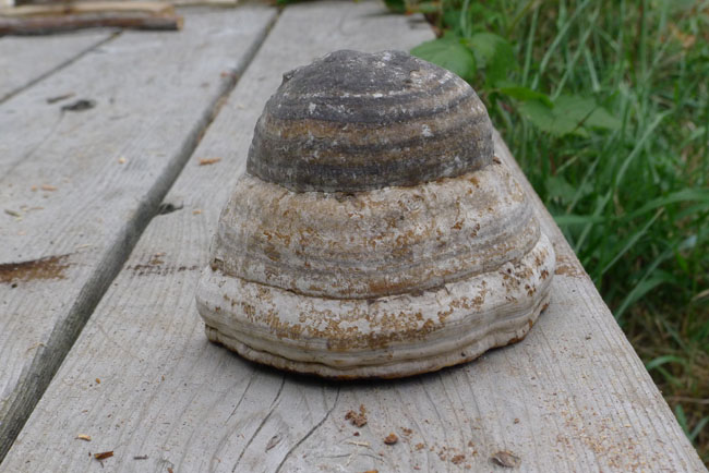 Fomes Fomentarius, Horse's Hoof Fungus, Tinder Bracket, False Tinder Fungus