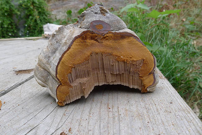 Fomes Fomentarius cross section