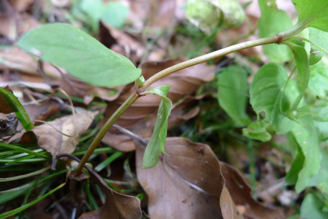 The hairless stem of Yellow Pimpernel, Lysimachia nemorum