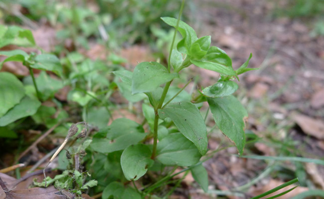 Leaves of Yellow Pimpernel, Lysimachia nemorum