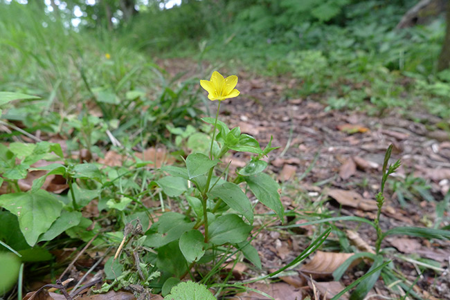 Yellow Pimpernel, Lysimachia nemorum, plant and flower