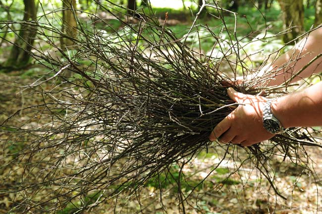 Collecting kindling for a camp fire