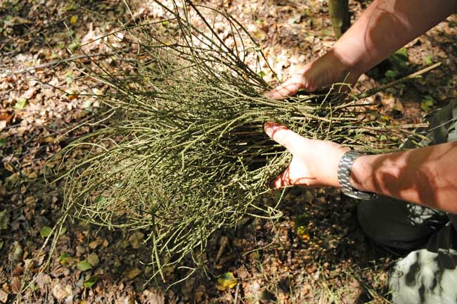The best kindling for a campfire