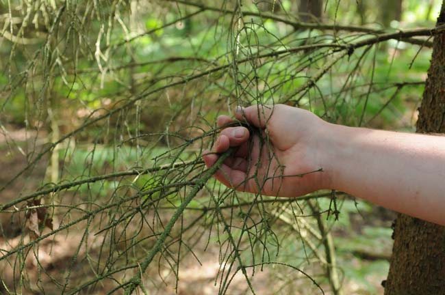 How to find dry kindling for a campfire