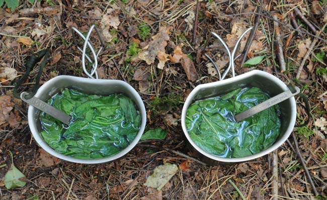 Two mugs of fresh mint tea, made with Mentha aquatica 