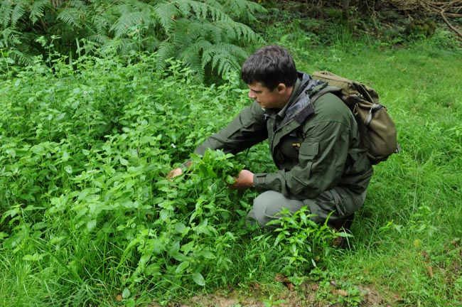 The author collecting Water Mint, Mentha aquatica