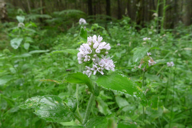 Water Mint, Mentha aquatica 