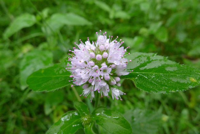 Water Mint, Mentha aquatica, flower and leaf 