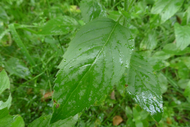 Water mint, mentha aquatica, leaf detail
