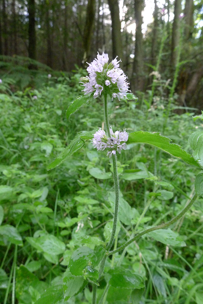 Water Mint, Mentha aquatica, stem, leaves, axillary and terminal flowers