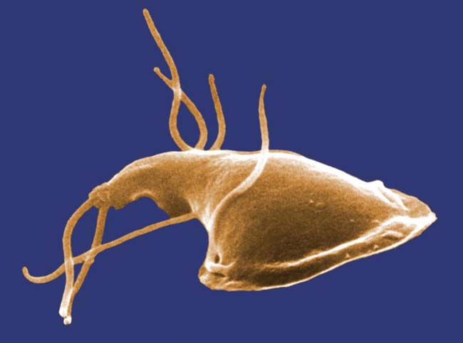 Giardia Lamblia Protozoan