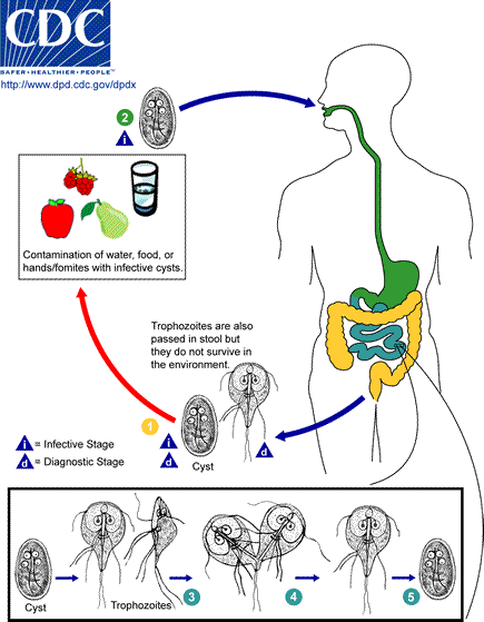 Graphic showing the life cycle of Giardia