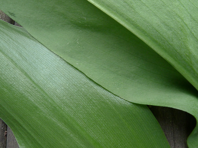 Close-up comparison of the structure of Lily-of-the-Valley and Ramsons leaves