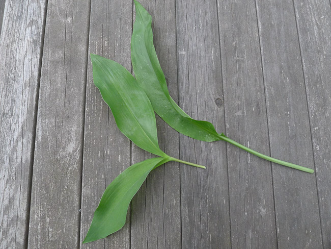 Comparison of the leaf arrangement of Lily-of-the-Valley, and Ramsons