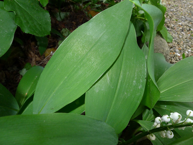 Lily-of-the-Valley, Convallaria majalis