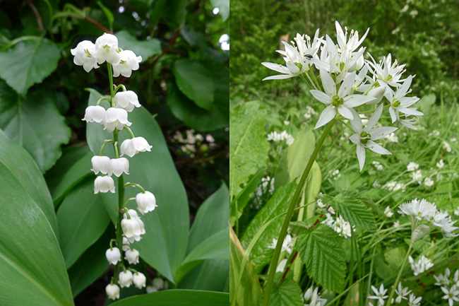 The flowers of Convallaria majalis, Lily-of-the-Valley, and Allium ursinum, Ramsons