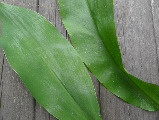 The leaves of Convallaria majalis, Lily-of-the-Valley, and Allium ursinum, Ramsons laid next to each other