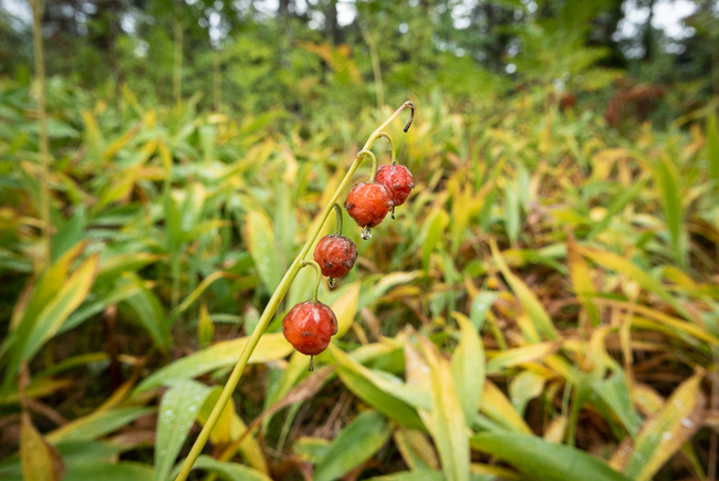 Red berries, hanging down from a stolk