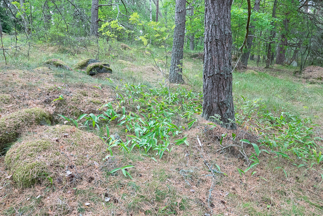 Mixed forest with pines and broadleaf trees. Forest floor has colony of plants that look like ramsons or ramps. 