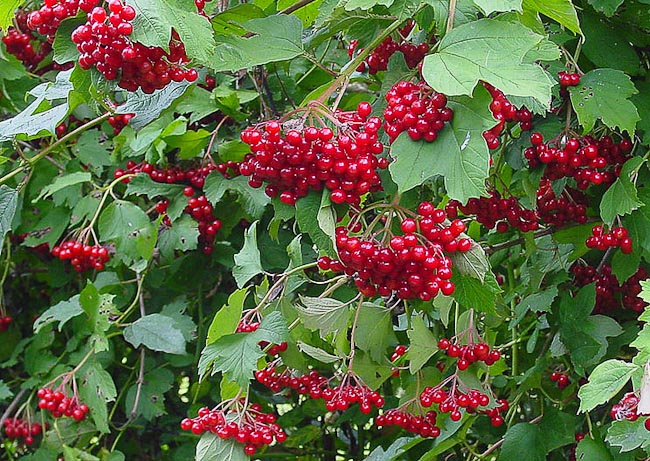 Red Currant, Ribes Rubrum