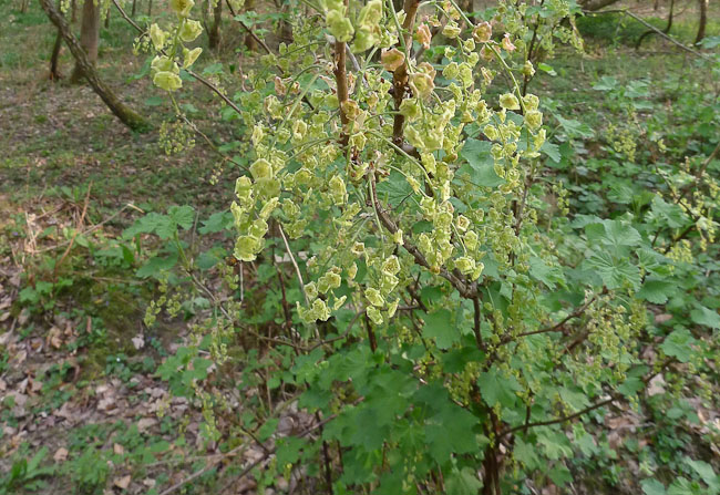 The flowers of red currant, Ribes rubrum