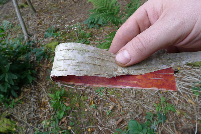 Piece of birch bark doubled over.