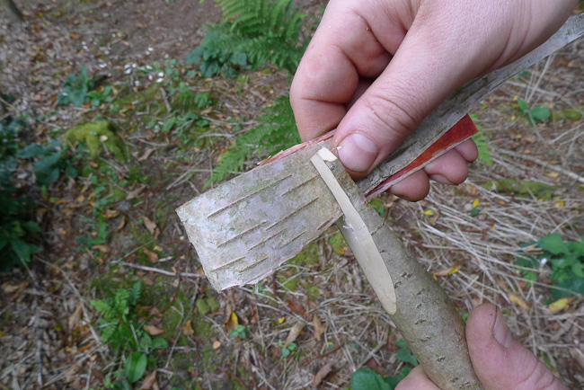 Feeding the birch bark loop into the split stick