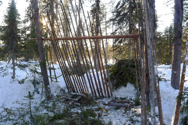 Skeleton of lean-to shelter in boreal forest
