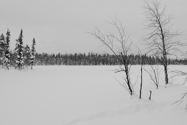 Black and white photo of the northern forest