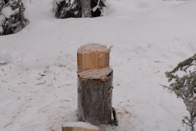 Stump of a felled dead, standing pine tree